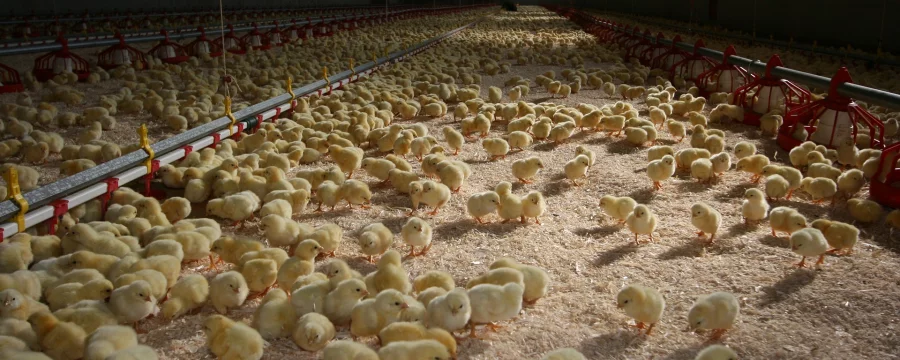 Intensive broiler farm